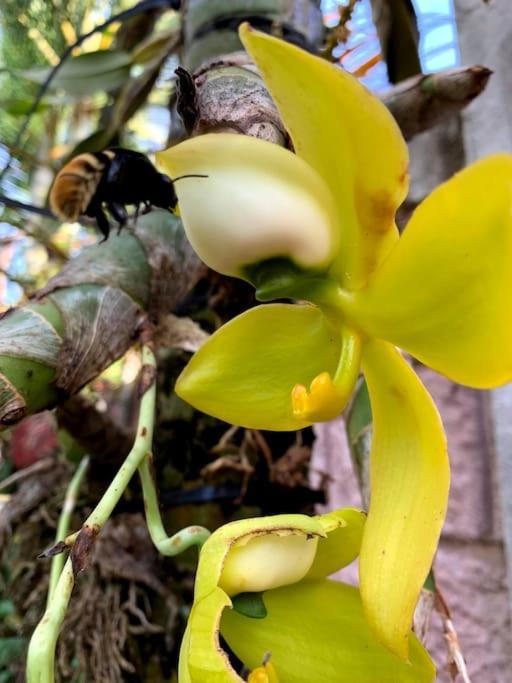 Tropical Bee Garden Holiday Houses Savegre Exteriér fotografie
